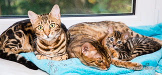 Bengal Katzen Sachsen